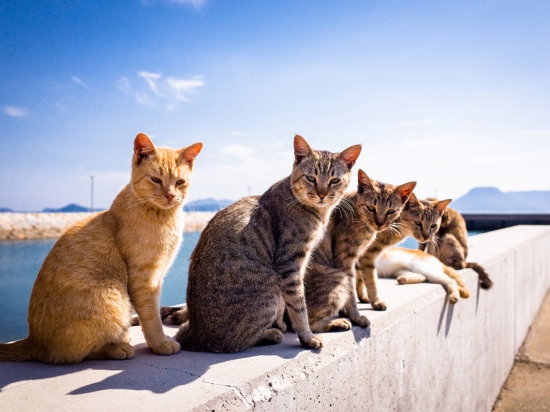 夏天站姿超萌小猫咪！这款可爱壁纸太治愈了