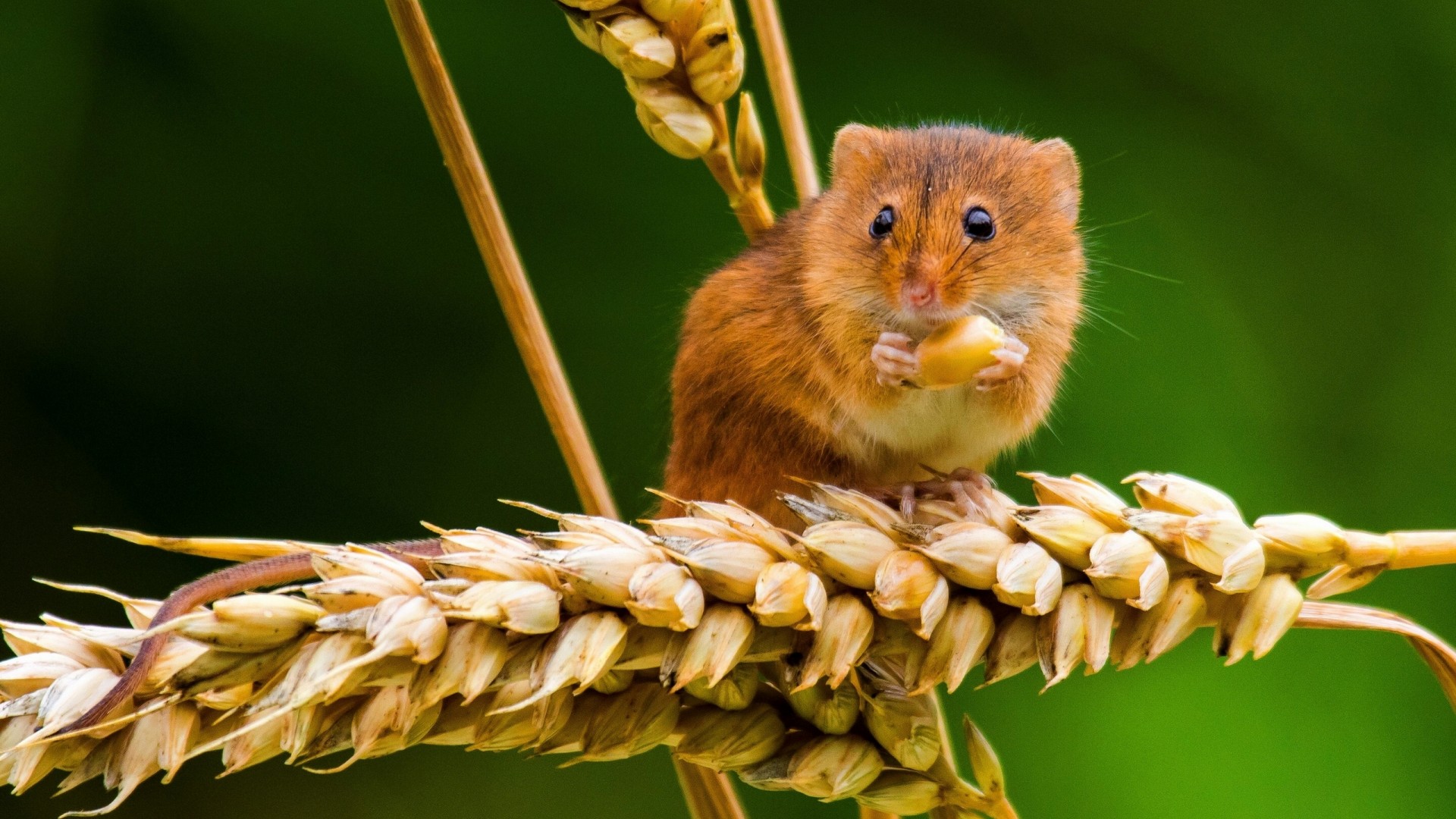 软萌巢鼠配小穗！这款动物壁纸太适合当电脑桌面了