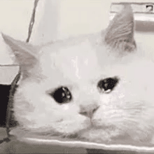 聊天必备！哭泣表情包合集整理好了