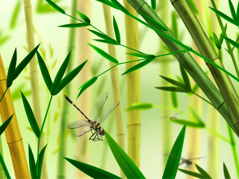这款带蜻蜓昆虫的竹林风景电脑壁纸太治愈了