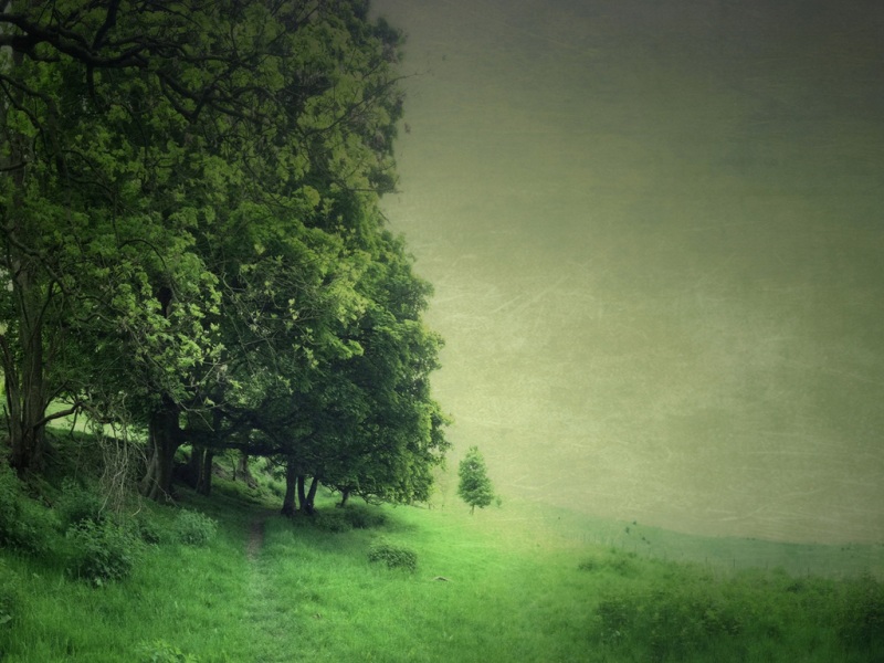 树木田野草地小路风景电脑桌面动漫壁纸