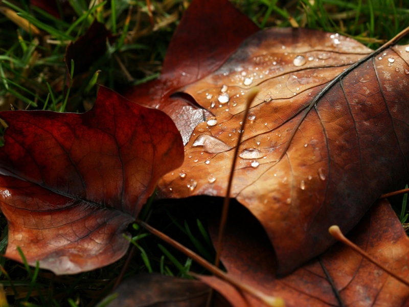 秋日氛围感拉满！这款动漫风落叶电脑壁纸太绝了