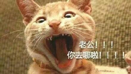撒娇必备！喊老公的喵喵表情包合集