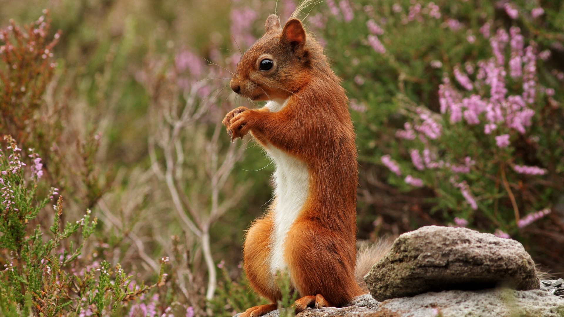林间红松鼠站在岩石上 超可爱电脑桌面壁纸来啦