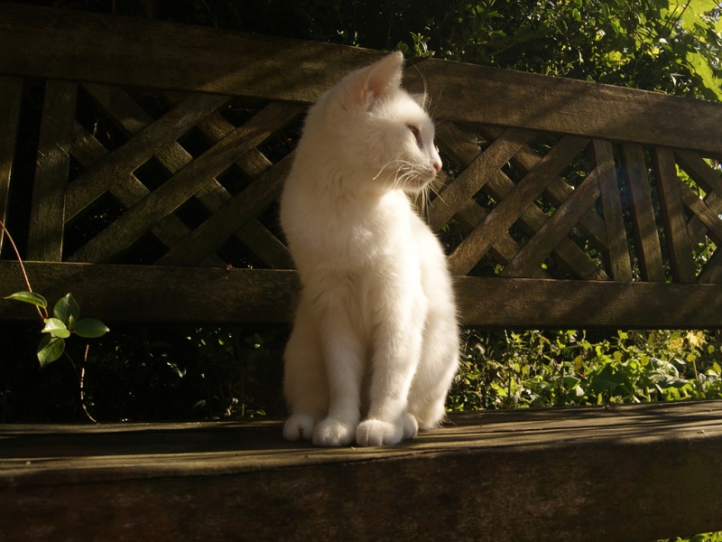 这款等凝望美猫的白猫电脑壁纸太治愈了