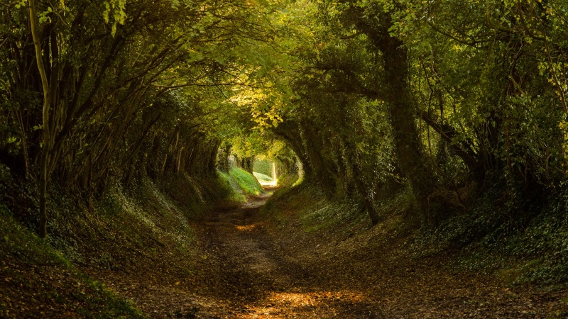 林间隧道道路风景 多款尺寸电脑动漫壁纸