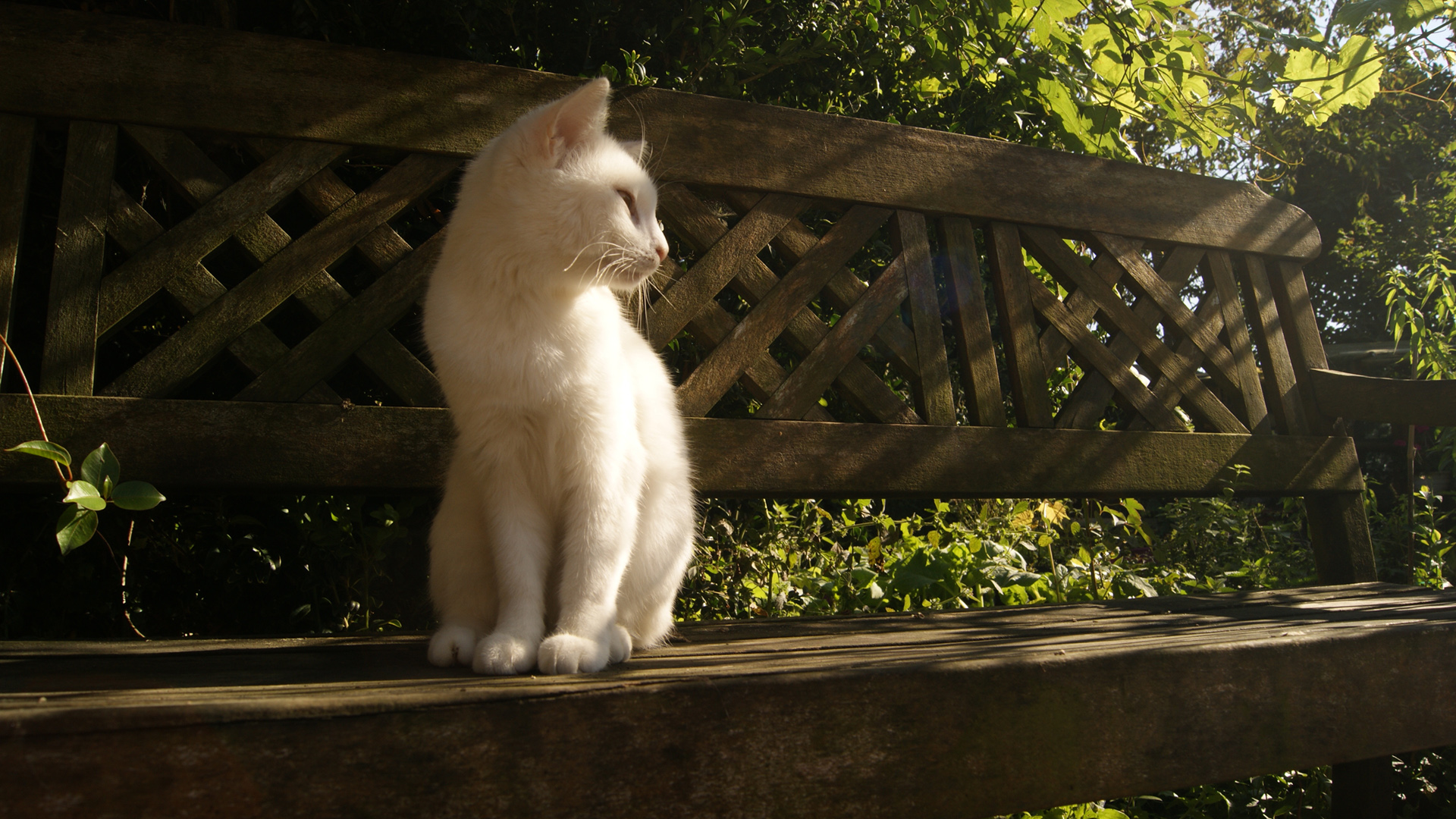 这款等凝望美猫的白猫电脑壁纸太治愈了