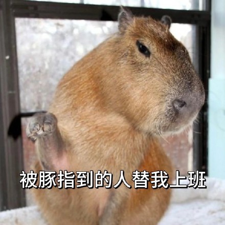 全网最全吗喽和水豚斗图表情包合集