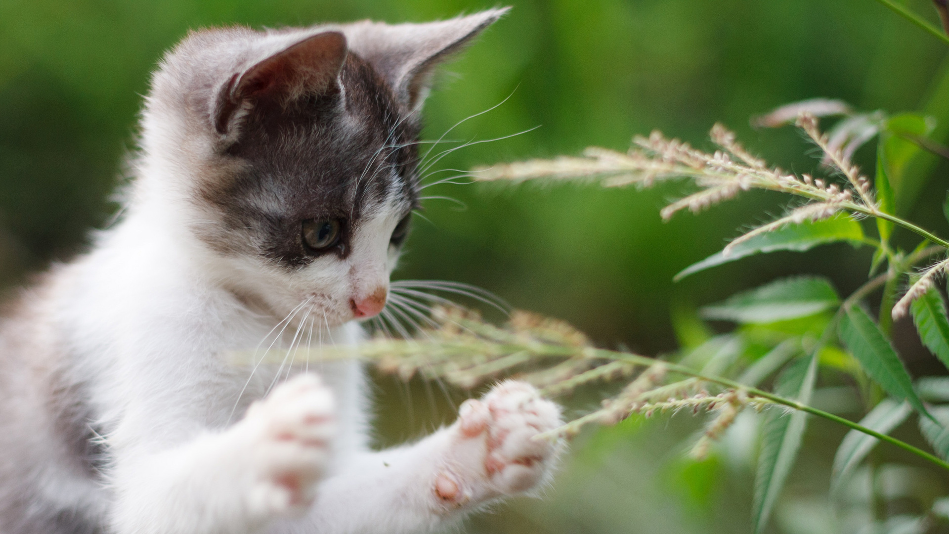 夏日治愈小猫壁纸！软乎乎爪子配专注神态太戳人
