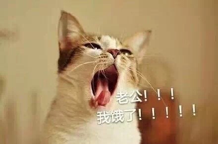撒娇必备！喊老公的喵喵表情包合集