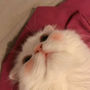 超萌猫系情侣头像！一左一右不带人高清图共14张