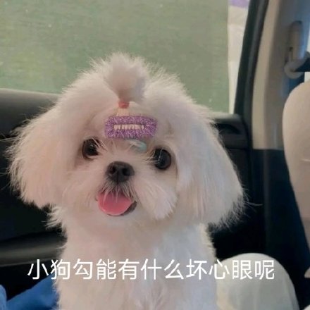 聊天斗图必备！小动物们能有什么坏心眼呢表情包合集