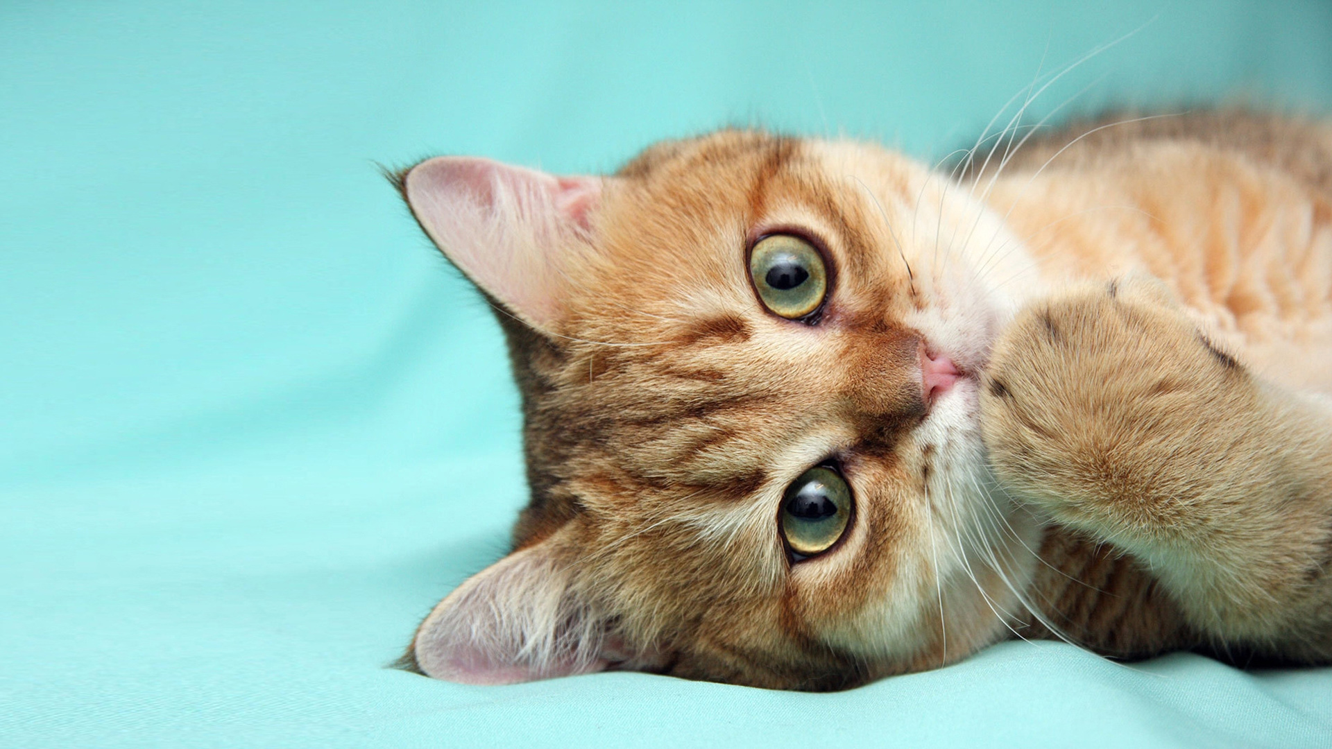 猫脸爪爪超治愈！这款萌猫壁纸直接把氛围感拉满