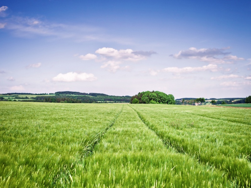 这款动漫风景桌面壁纸太治愈了！包含天空、云朵、绿树和青草地