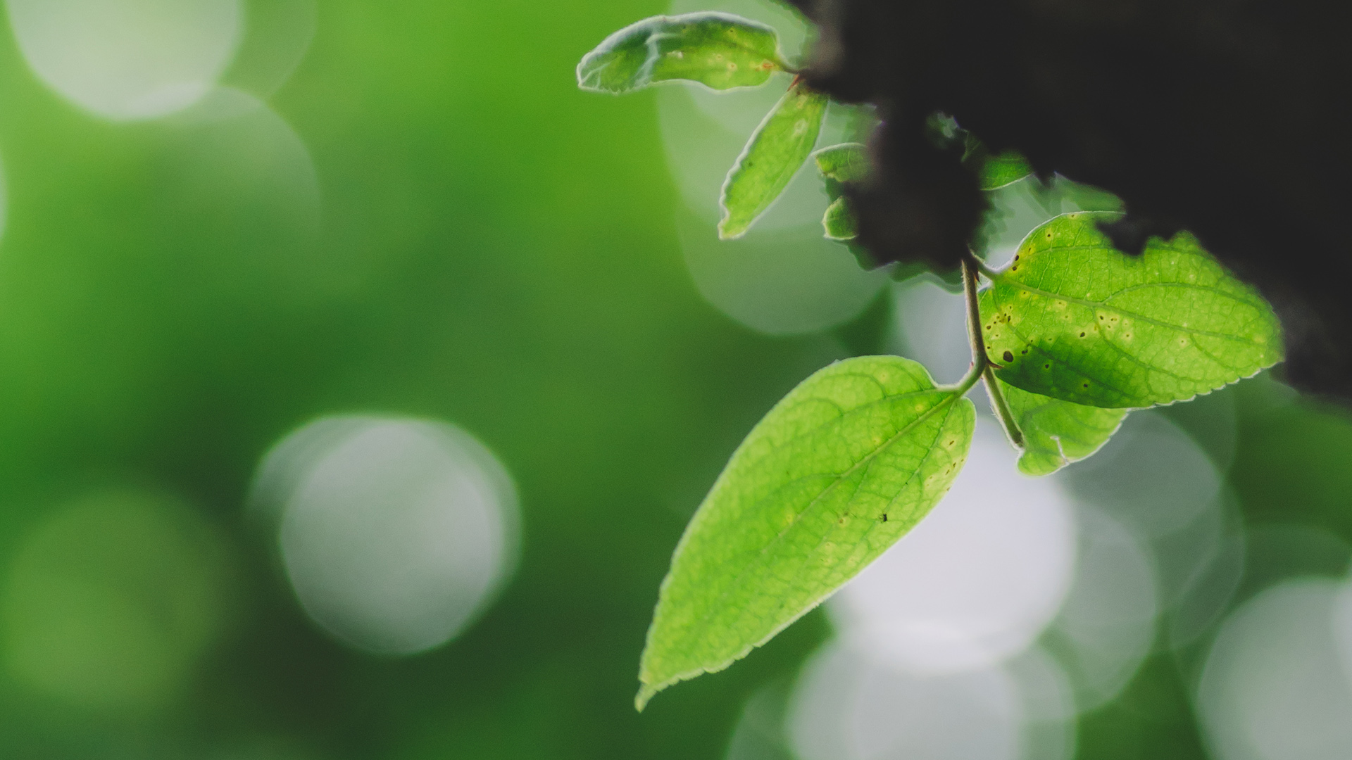 微距绿色叶子清新电脑桌面动漫壁纸？不，这是款治愈系风景桌面壁纸