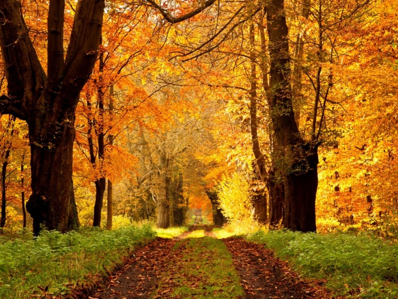 秋日林间公路壁纸推荐