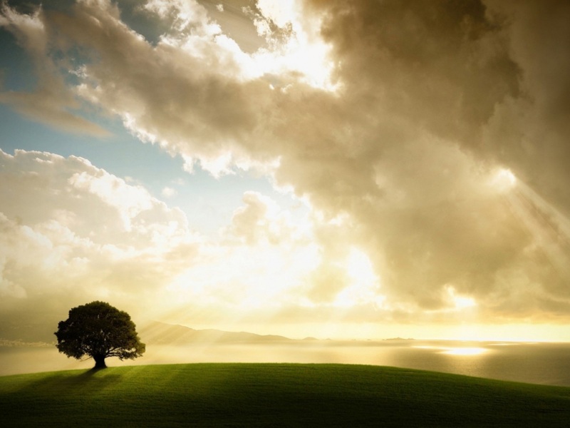 树影阳光云端壁纸合集来了