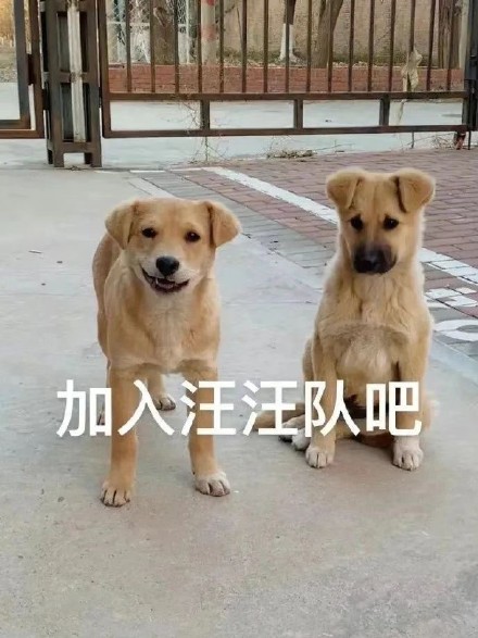 聊天必备！站岗小狗表情包合集来啦