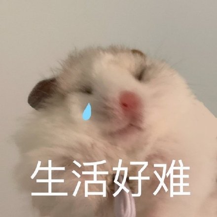 聊天斗图必备！这套小仓鼠表情包太会整活了