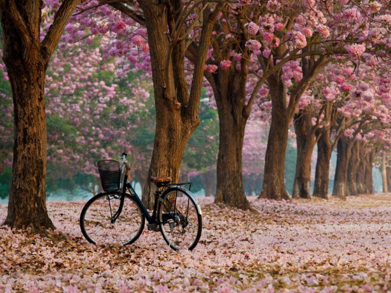胡同里春日粉花盛放，搭配自行车的治愈风景壁纸来了