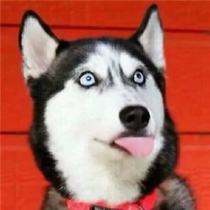 一对两张逗比搞笑情头 高清恶搞情侣头像合集26张