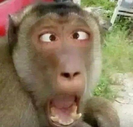 聊天斗图神器！这套小动物无字表情包太好用了