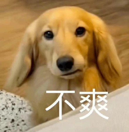 聊天斗图必备！超全小狗表情包合集来了