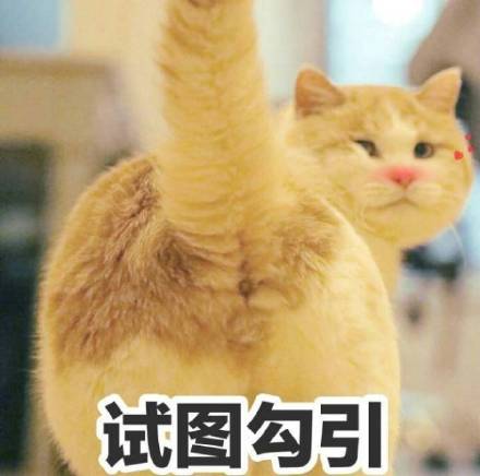 超萌智障感猫咪表情包合集