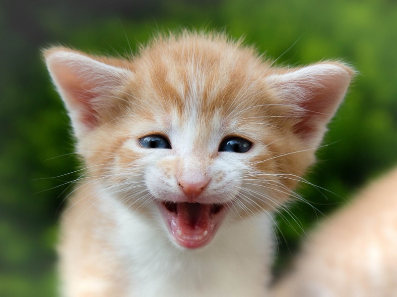 软萌小猫咪表情壁纸 高清电脑桌面图分享