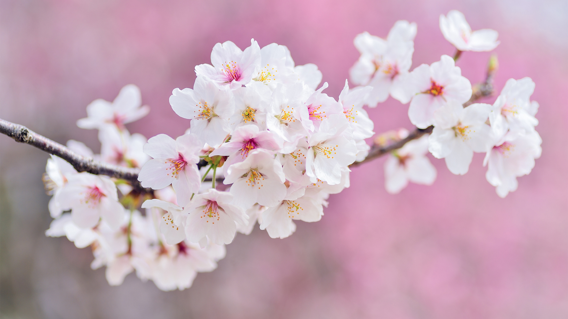 春日枝桠樱花壁纸合集 多款分辨率可选