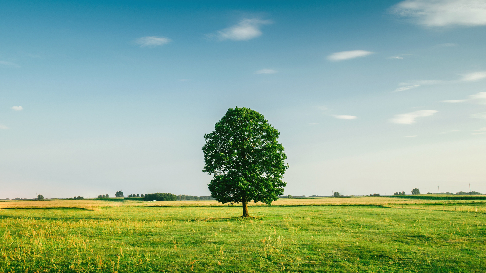 清爽治愈！天空草地单棵树的高清电脑壁纸合集