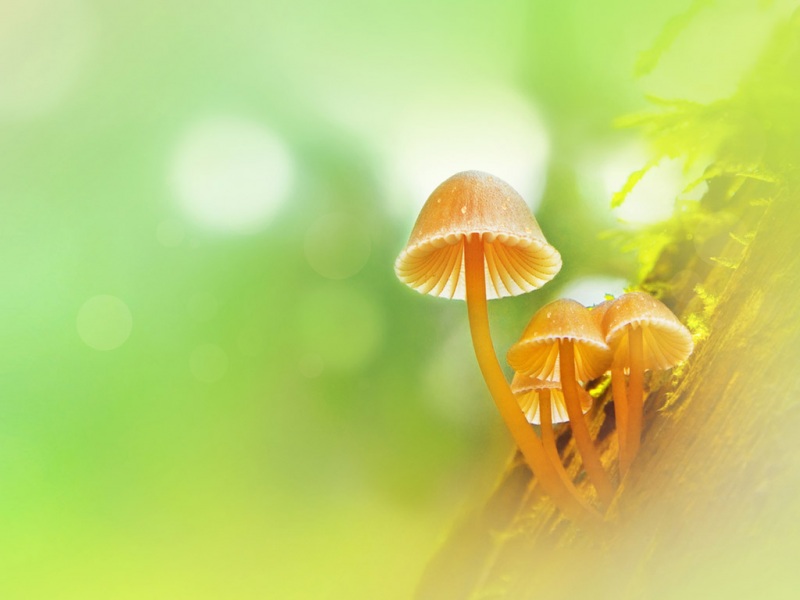 心怡蘑菇电脑桌面壁纸分享 多款高清尺寸可选