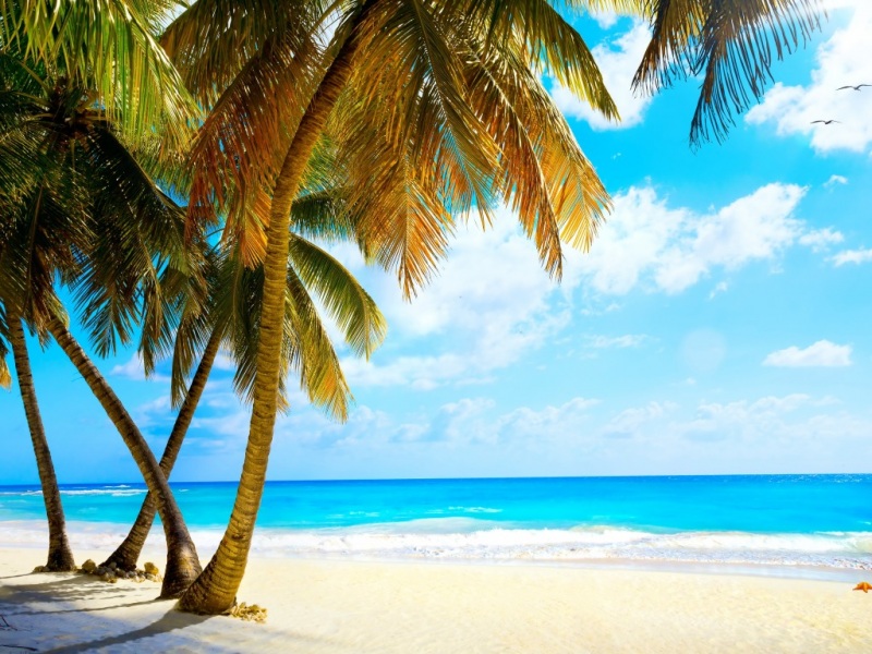 夏日海边热带风光电脑壁纸 适配多尺寸高清风景图