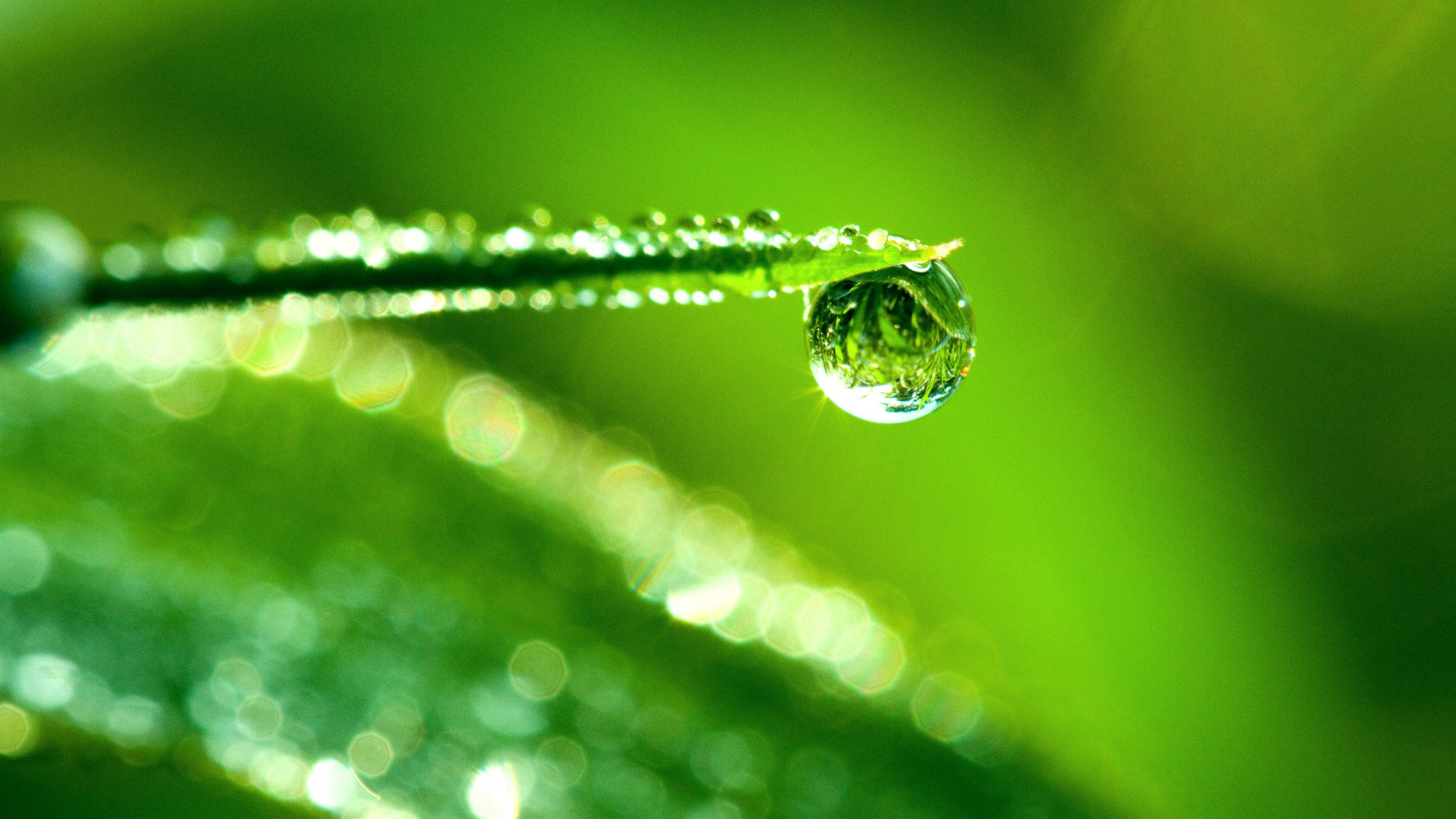 绿叶水滴主题1080p高清壁纸分享