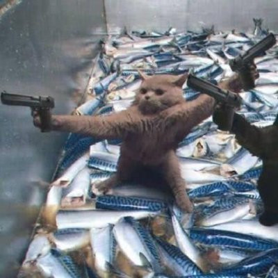 猫咪情侣头像一左一右！10组超萌一对两张头像素材