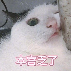 能用来撩对象的猫咪表情包合集