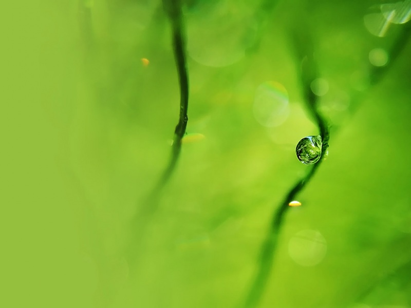 带晶莹水珠的护眼电脑动漫壁纸来啦