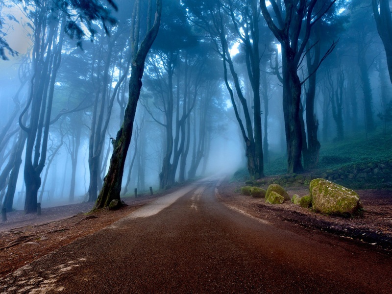 带雾气的蓝色森林公路斜坡风景电脑壁纸