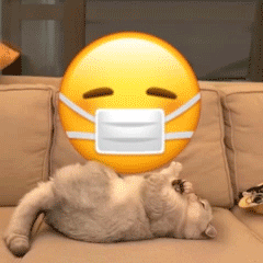 小猫咪踹小黄脸表情包合集