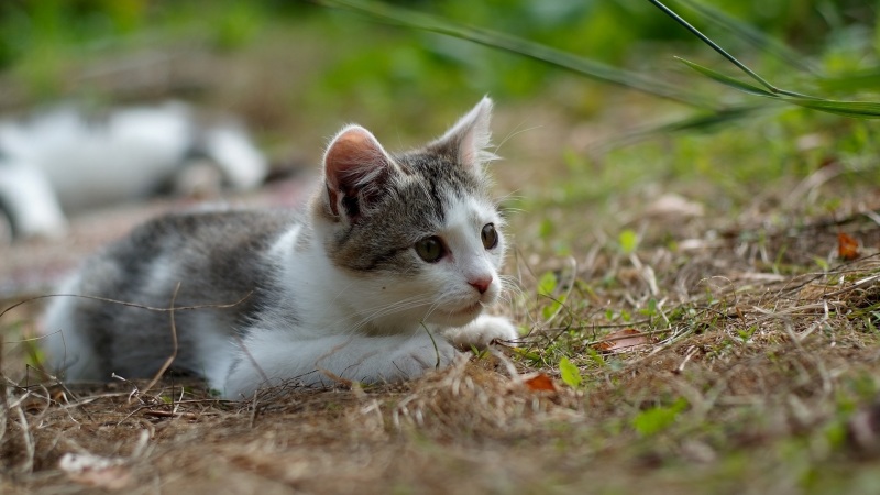 草坪上捕猎的小奶猫！这套电脑壁纸太治愈了