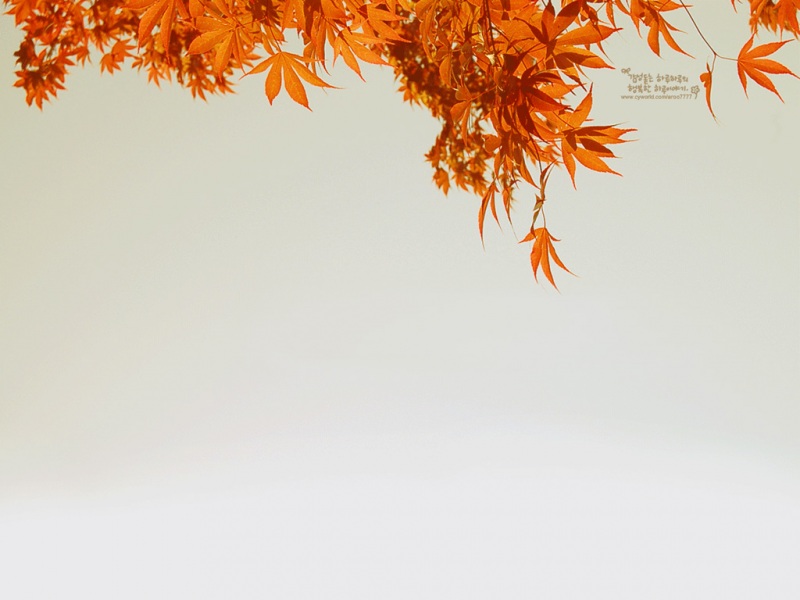 实用贴！超好看的枫叶电脑壁纸合集来啦
