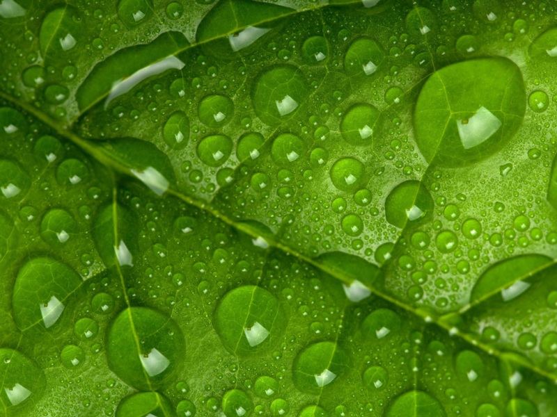 绿色叶子带露水的护眼背景壁纸推荐