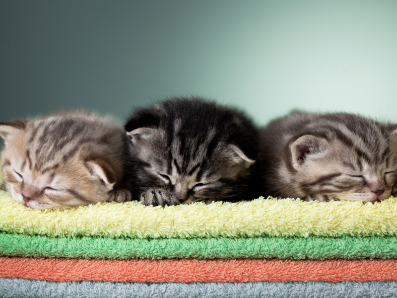 猫咪熟睡三重奏！软乎乎的可爱动物高清壁纸来了