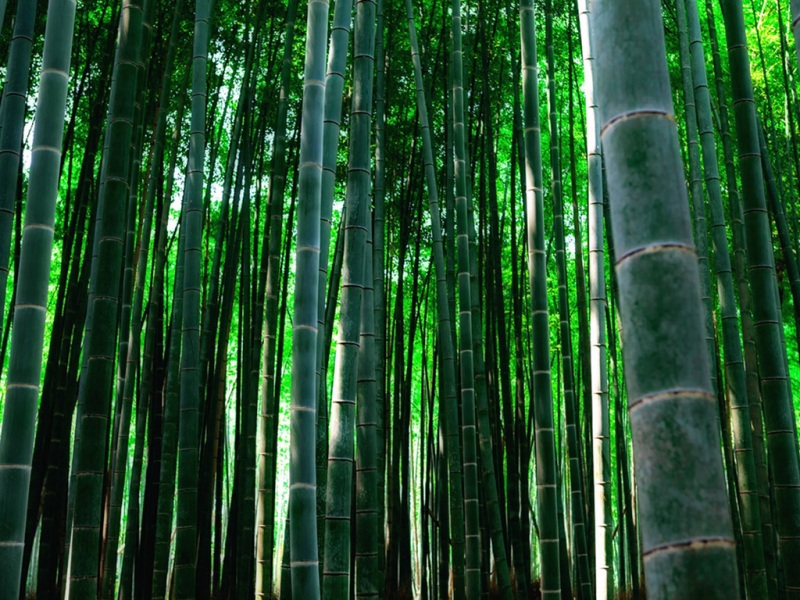 氛围感拉满！这款茂密竹林电脑壁纸太治愈了