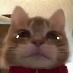 超火歪嘴小猫表情包合集，斗图必备