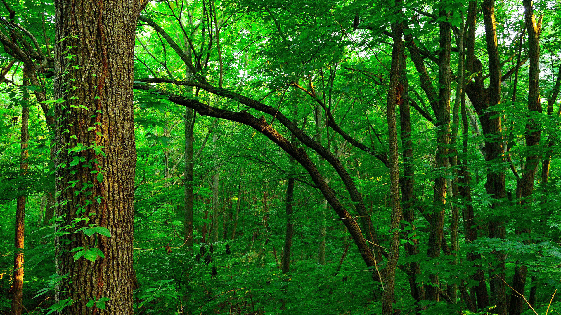 这套森林自然壁纸，适配你家所有尺寸电脑屏幕