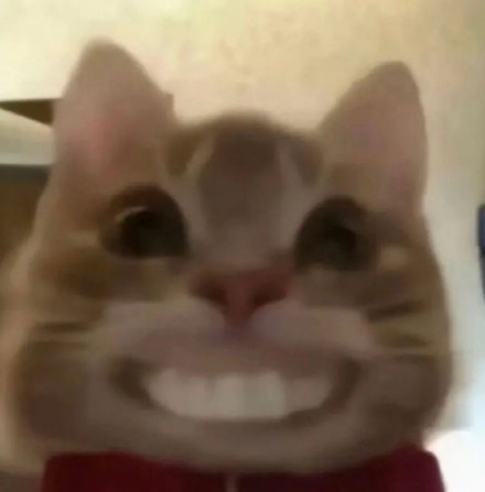 歪嘴猫猫表情包合集来啦