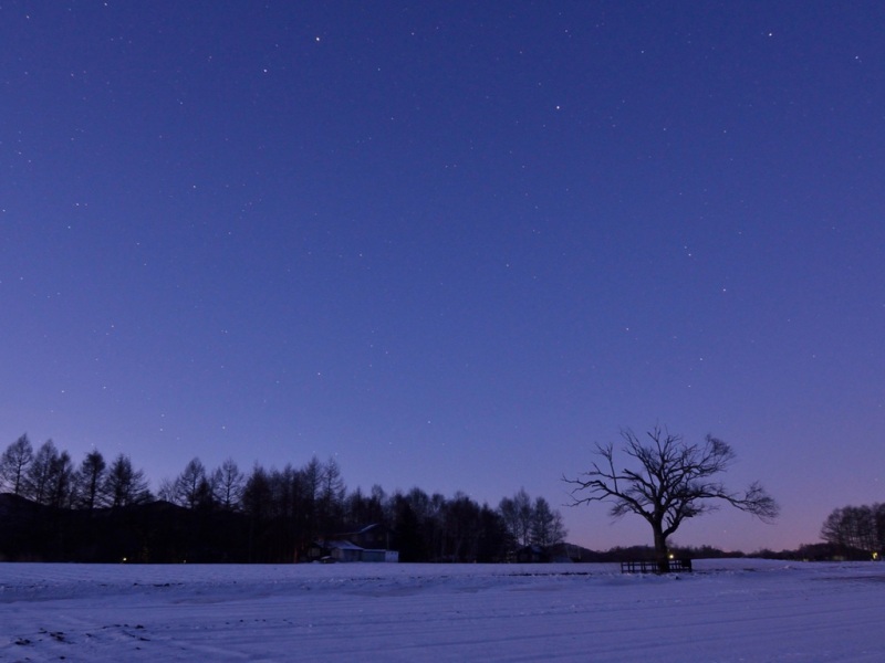 冬日夜晚田野雪树风景壁纸