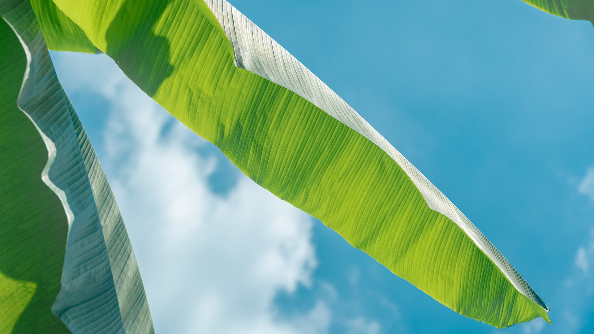 蕉叶配蓝天！这款风景电脑壁纸太治愈了