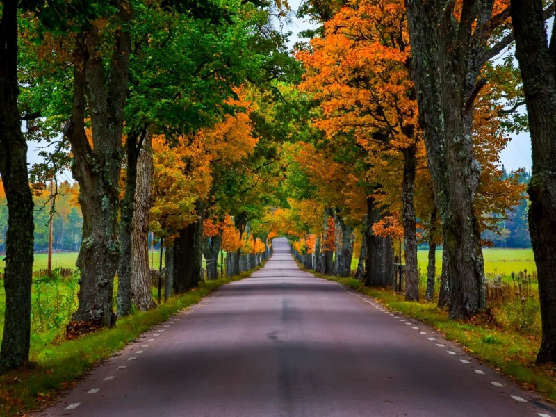 秋日林间公路美景！多款高清电脑动漫壁纸免费下载
